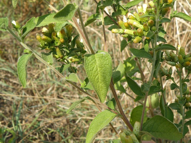 Inula conyzae